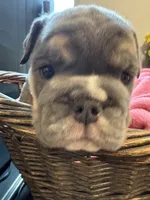Athena, a female English Bulldog for sale in Clymer, PA – 6 of 8