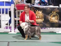 Blue baby, a female English Bulldog for sale in Clymer, PA – 7 of 8