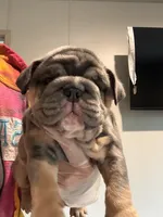 Athena, a female English Bulldog for sale in Clymer, PA – 1 of 8