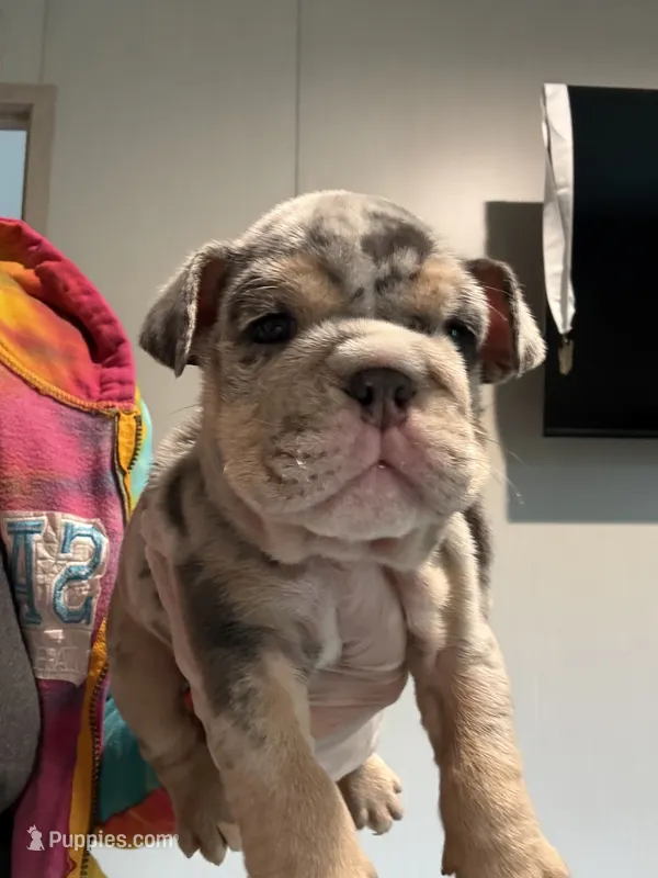 Tank – English Bulldog puppy for sale in Clymer, PA