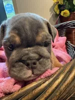 Blue baby, a female English Bulldog for sale in Clymer, PA – 5 of 8
