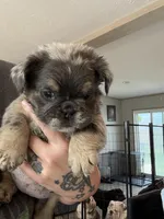 Fluffy Merle, a female English Bulldog for sale in Clymer, PA – Photo 1 of 3