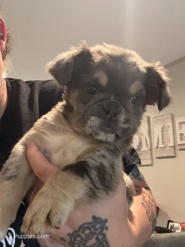 Fluffy Merle – English Bulldog puppy for sale in Clymer, PA