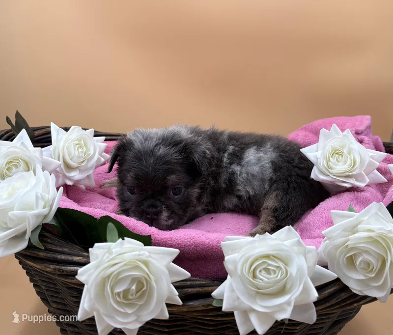 Merle – English Bulldog puppy for sale in Clymer, PA