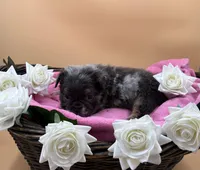 Fluffy Merle, a female English Bulldog for sale in Clymer, PA – Photo 2 of 3