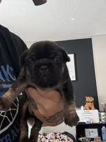 Black and tan girl, a female French Bulldog for sale in Clymer, PA – Photo 2 of 3