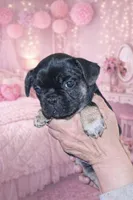 Black and tan girl, a female French Bulldog for sale in Clymer, PA – Photo 1 of 3