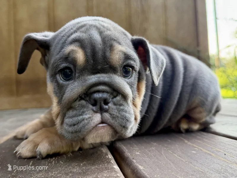 Blue baby – English Bulldog puppy for sale in Clymer, PA
