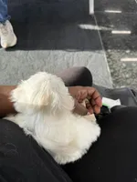 Female Maltese , a female Maltese for sale in Cibolo, TX – Photo 3 of 3