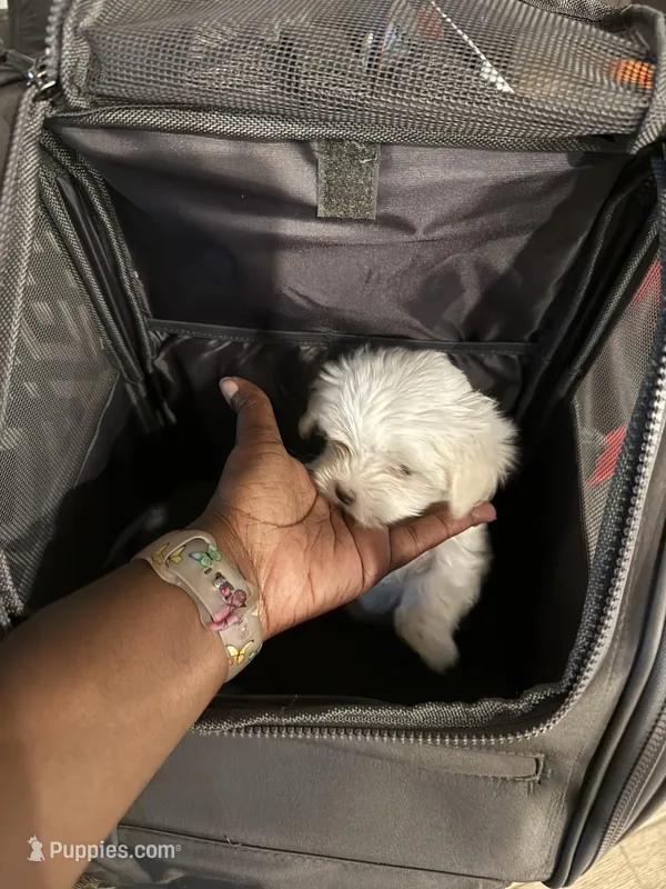 Female Maltese  – Maltese puppy on hold in Cibolo, TX