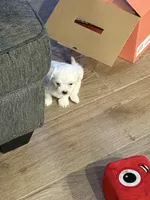 Female Maltese , a female Maltese for sale in Cibolo, TX – Photo 2 of 3