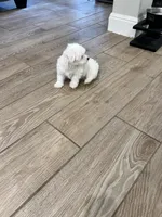 Male Maltese, a male Maltese for sale in Cibolo, TX – Photo 3 of 3