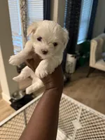 Male Maltese, a male Maltese for sale in Cibolo, TX – Photo 2 of 3