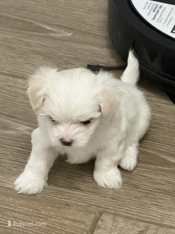 Male Maltese – Maltese puppy for sale in Cibolo, TX