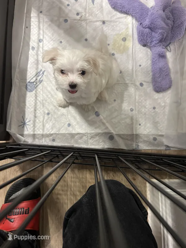 Jackal – Maltese puppy for sale in Cibolo, TX