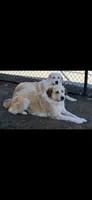 Boy, a male Anatolian Shepherd Dog and Great Pyrenees for sale in San Marcos, CA – 3 of 3
