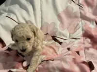 Aspen, a female Poodle - Toy  for sale in Springfield, MO – Photo 4 of 4