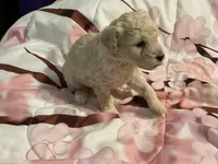 Aspen, a female Poodle - Toy  for sale in Springfield, MO – Photo 3 of 4