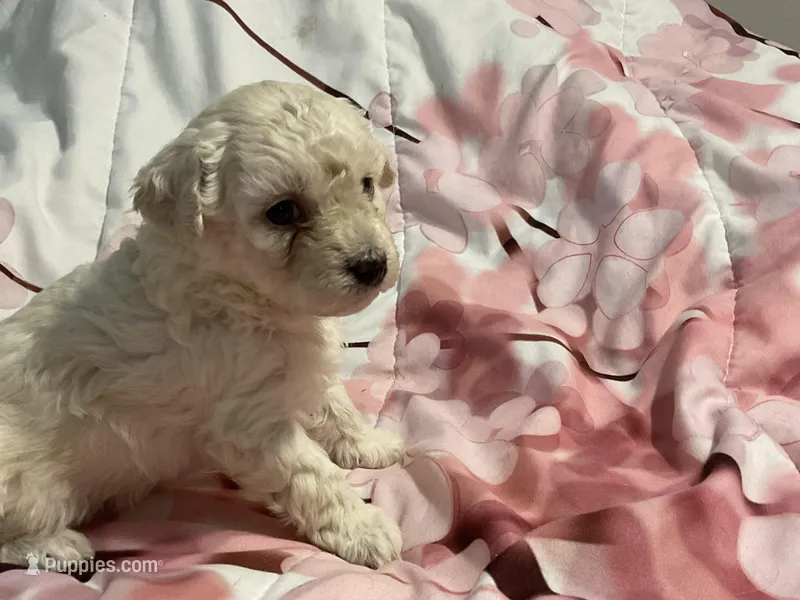Aspen – Poodle - Toy  puppy for sale in Springfield, MO