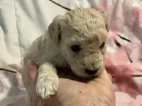 Aspen, a female Poodle - Toy  for sale in Springfield, MO – Photo 2 of 4