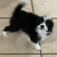 Harley, a male Miniature Aussiedoodle for sale in Springfield, MO – Photo 2 of 4