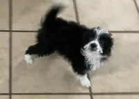 Harley, a male Miniature Aussiedoodle for sale in Springfield, MO – Photo 2 of 4