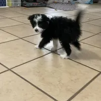 Harley, a male Miniature Aussiedoodle for sale in Springfield, MO – Photo 4 of 4
