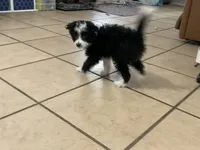 Harley, a male Miniature Aussiedoodle for sale in Springfield, MO – Photo 4 of 4