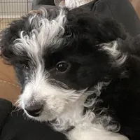 Harley, a male Miniature Aussiedoodle for sale in Springfield, MO – Photo 1 of 4