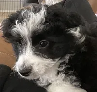 Harley, a male Miniature Aussiedoodle for sale in Springfield, MO – Photo 1 of 4