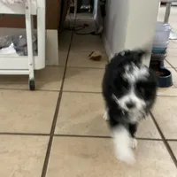 Harley, a male Miniature Aussiedoodle for sale in Springfield, MO – Photo 3 of 4