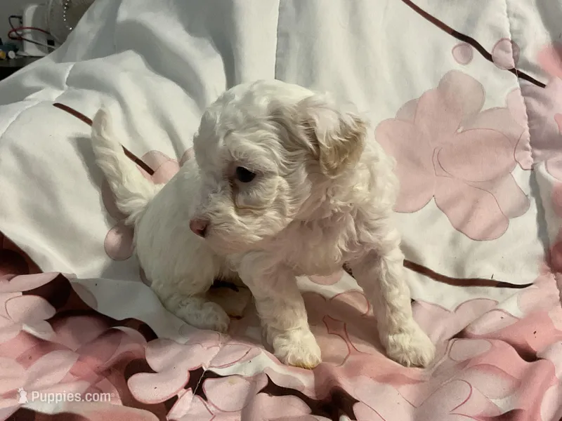 Daisy – Poodle - Toy  puppy for sale in Springfield, MO
