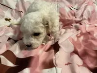 Daisy, a female Poodle - Toy  for sale in Springfield, MO – Photo 4 of 5