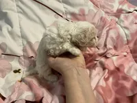 Daisy, a female Poodle - Toy  for sale in Springfield, MO – Photo 5 of 5