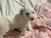 Daisy, a female Poodle - Toy  for sale in Springfield, MO – Photo 3 of 5