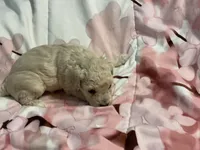 Sandy, a female Poodle - Toy  for sale in Springfield, MO – Photo 4 of 5