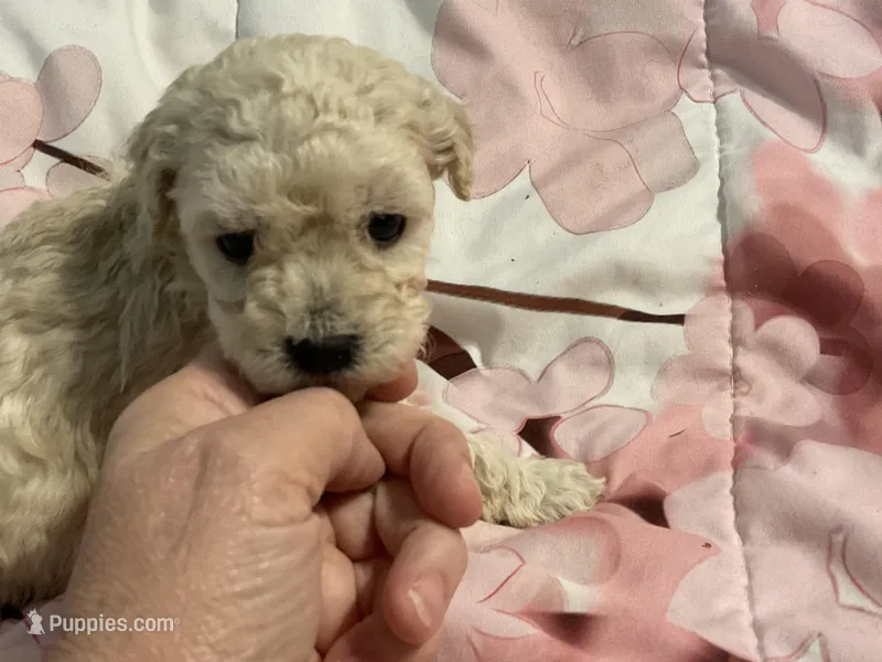 Sandy – Poodle - Toy  puppy for sale in Springfield, MO