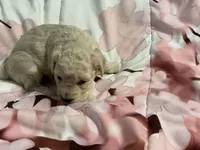 Sandy, a female Poodle - Toy  for sale in Springfield, MO – Photo 5 of 5