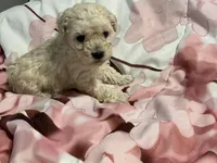 Sandy, a female Poodle - Toy  for sale in Springfield, MO – Photo 2 of 5