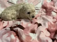 Sandy, a female Poodle - Toy  for sale in Springfield, MO – Photo 3 of 5