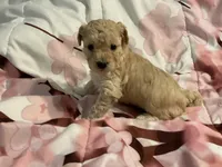 Rusty, a male Poodle - Toy  for sale in Springfield, MO – Photo 3 of 5