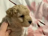 Rusty, a male Poodle - Toy  for sale in Springfield, MO – Photo 5 of 5