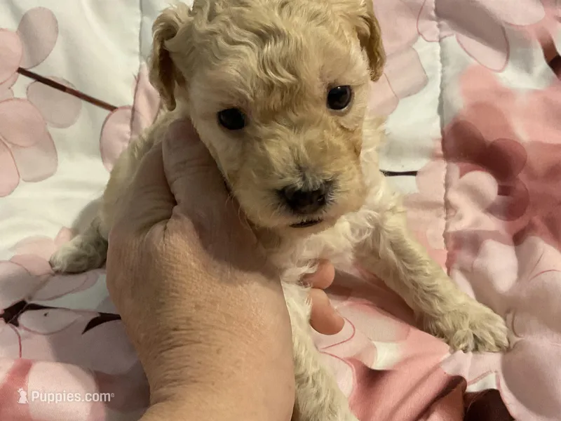 Rusty – Poodle - Toy  puppy for sale in Springfield, MO