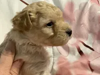 Rusty, a male Poodle - Toy  for sale in Springfield, MO – Photo 2 of 5