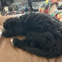 Cole, a male Miniature Aussiedoodle for sale in Springfield, MO – Photo 4 of 5