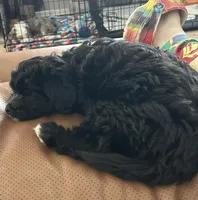 Cole, a male Miniature Aussiedoodle for sale in Springfield, MO – Photo 4 of 5