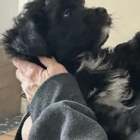 Cole, a male Miniature Aussiedoodle for sale in Springfield, MO – Photo 3 of 5