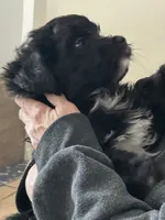 Cole, a male Miniature Aussiedoodle for sale in Springfield, MO – Photo 3 of 5