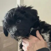 Cole, a male Miniature Aussiedoodle for sale in Springfield, MO – Photo 1 of 5