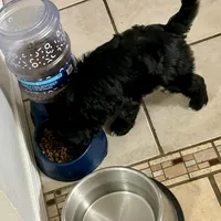 Cole, a male Miniature Aussiedoodle for sale in Springfield, MO – Photo 5 of 5